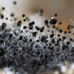 Mold, macro view